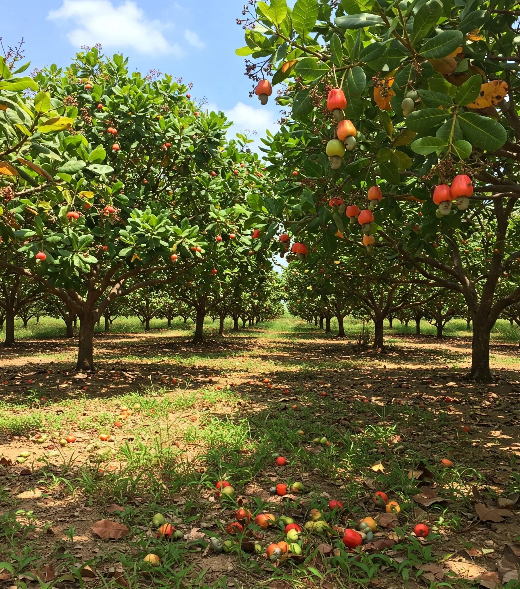 home2 cashew plot